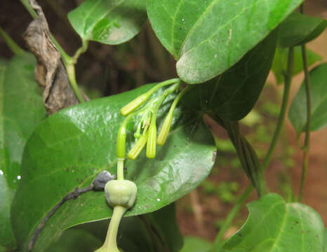 Image de Aristolochia indica L.