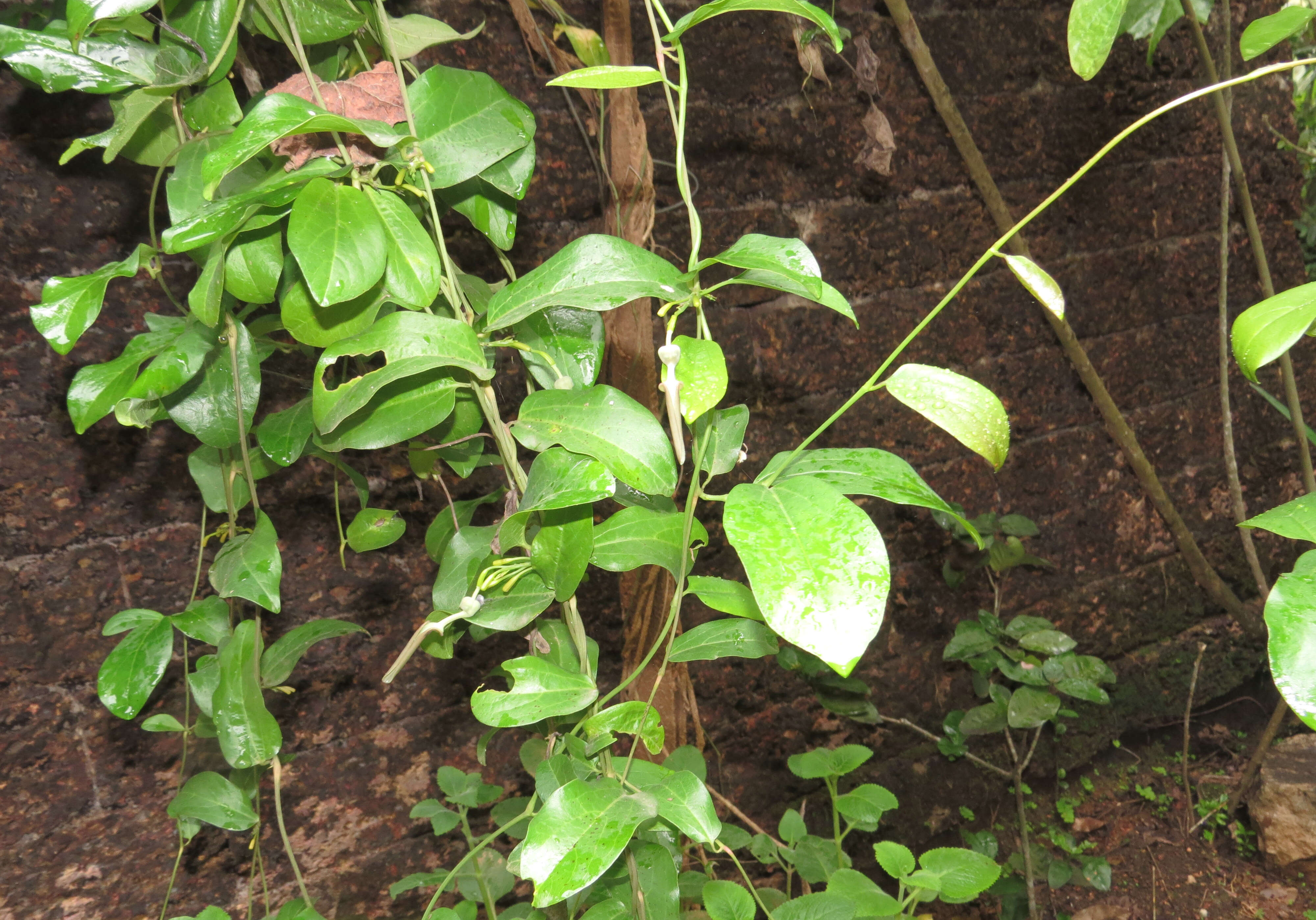 Image de Aristolochia indica L.