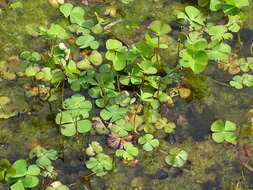 Plancia ëd Marsilea quadrifolia L.