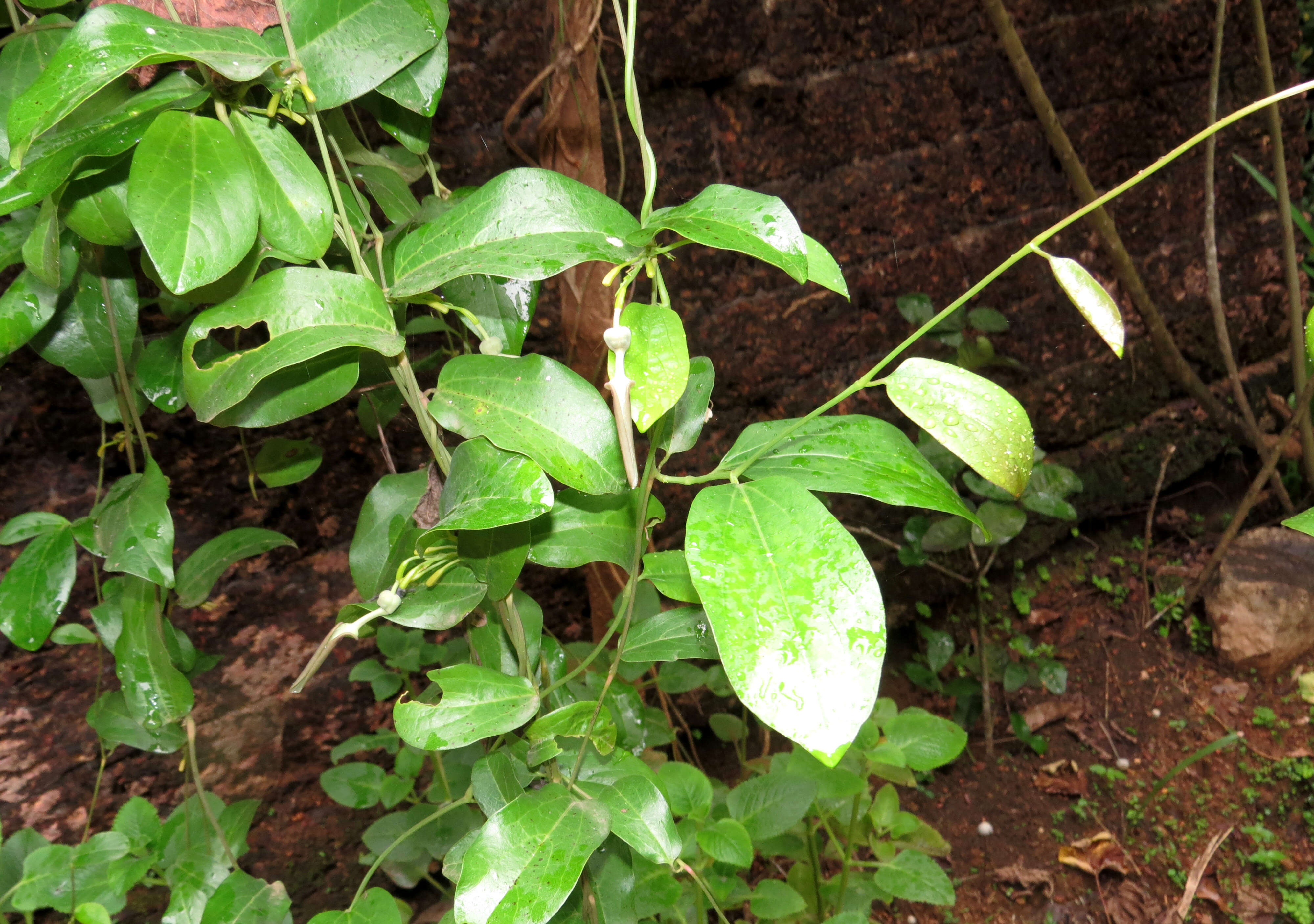 Image de Aristolochia indica L.