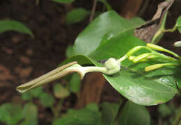 Image de Aristolochia indica L.