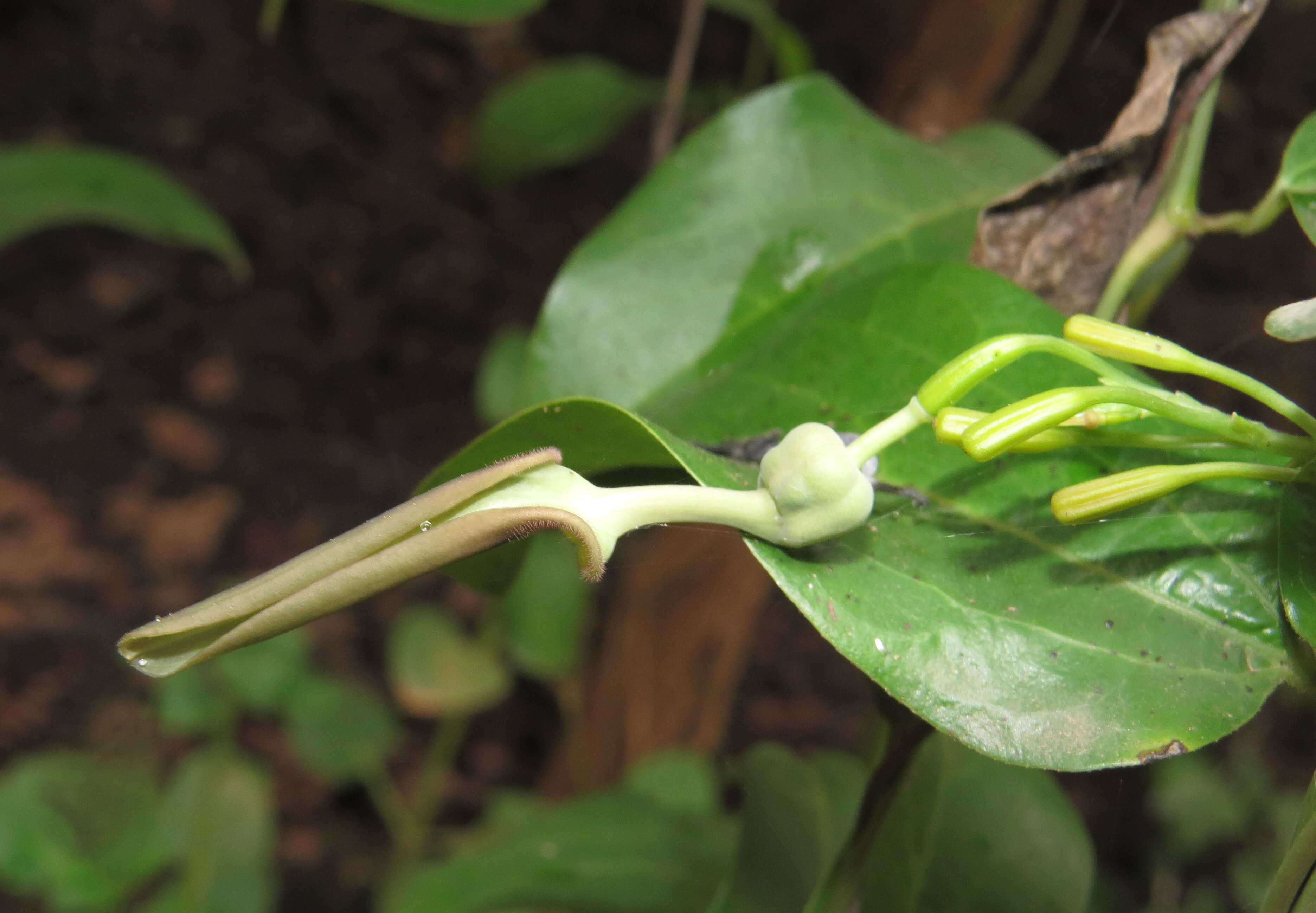 Image de Aristolochia indica L.