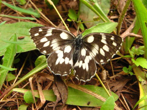 Image of marbled white