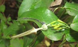 Image de Aristolochia indica L.