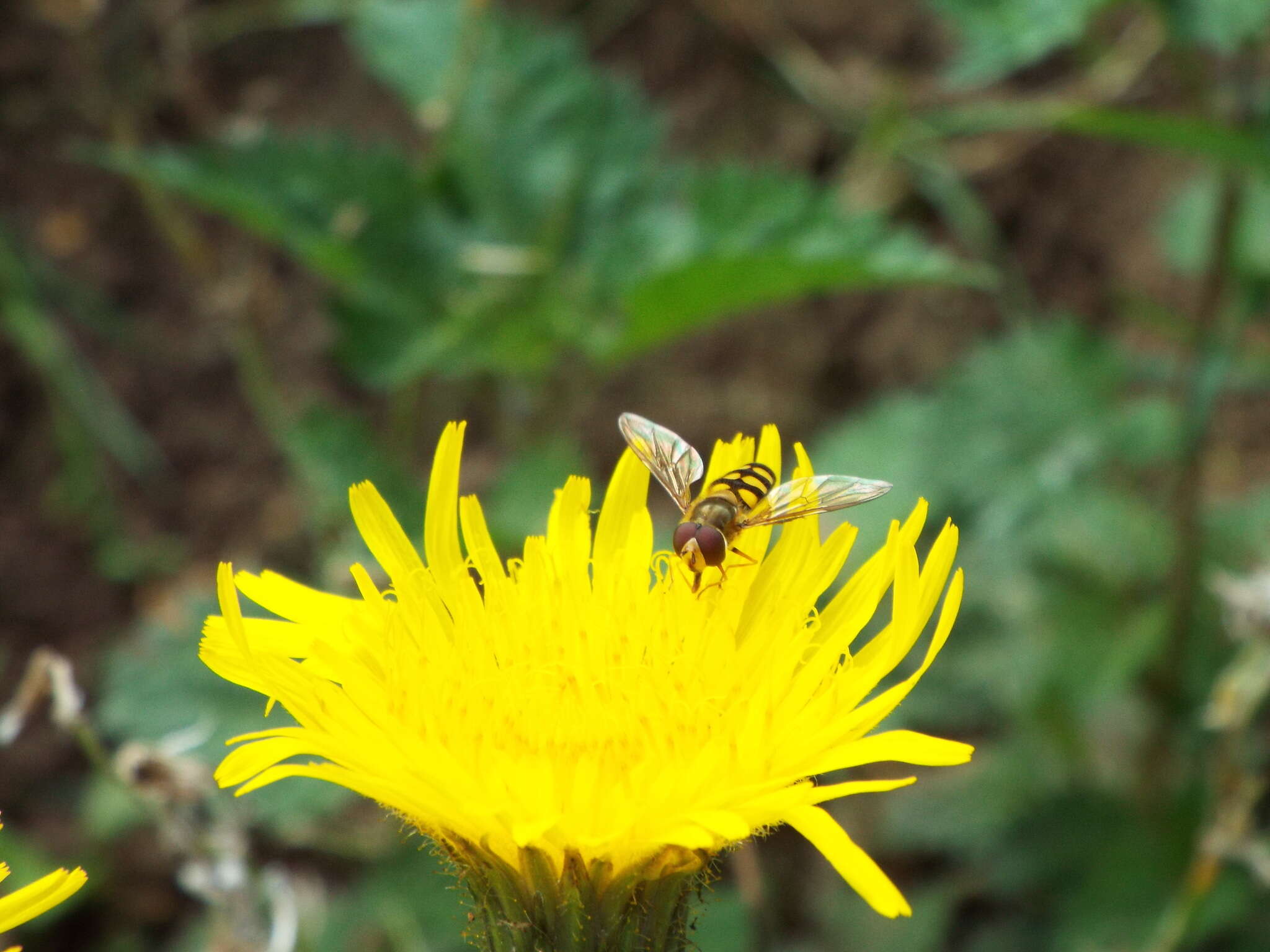 Image of Common Banded Hoverfly