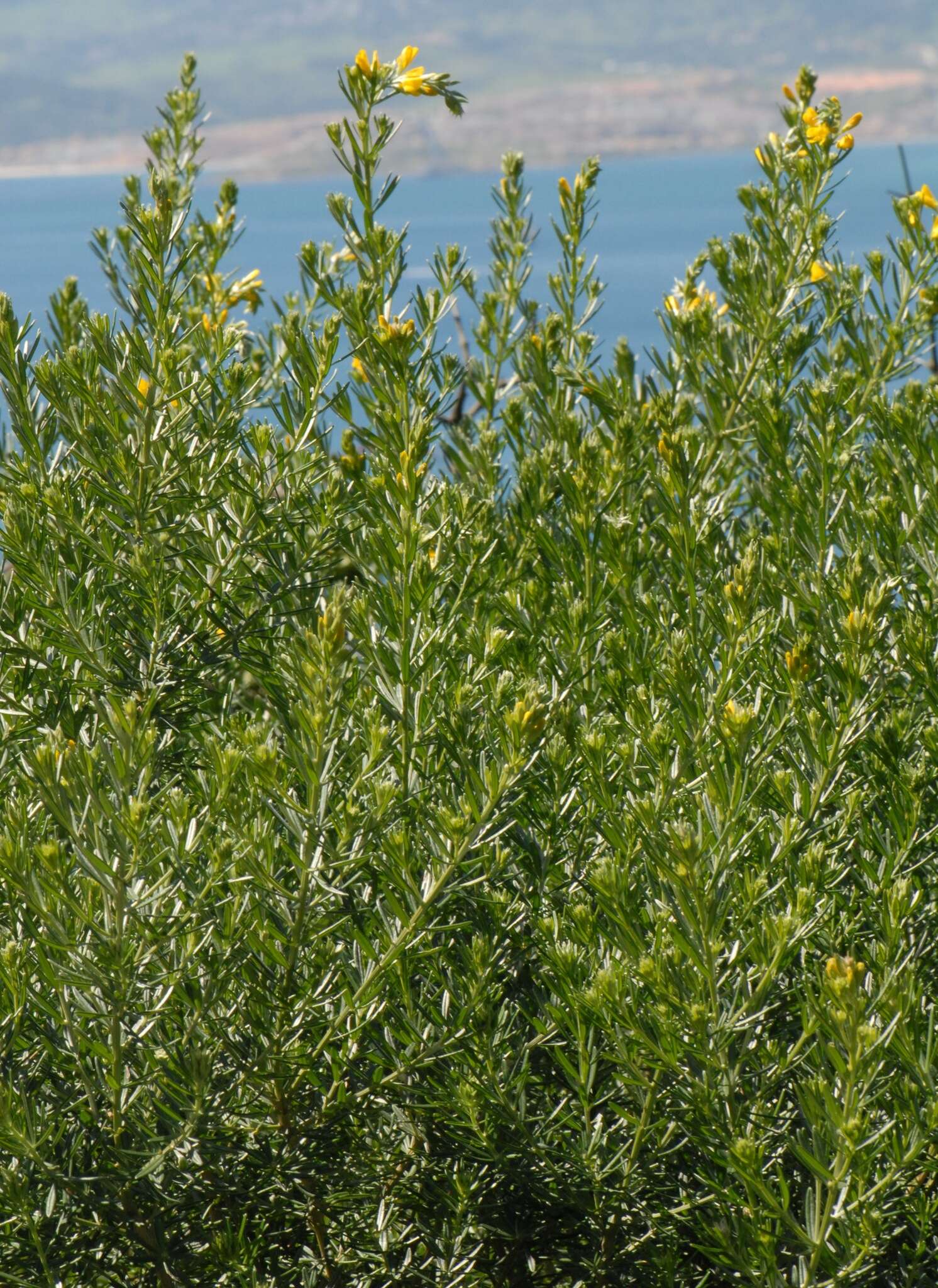 Imagem de Genista linifolia L.