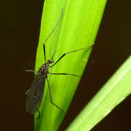 Eugnophomyia luctuosa (Osten Sacken 1860) resmi