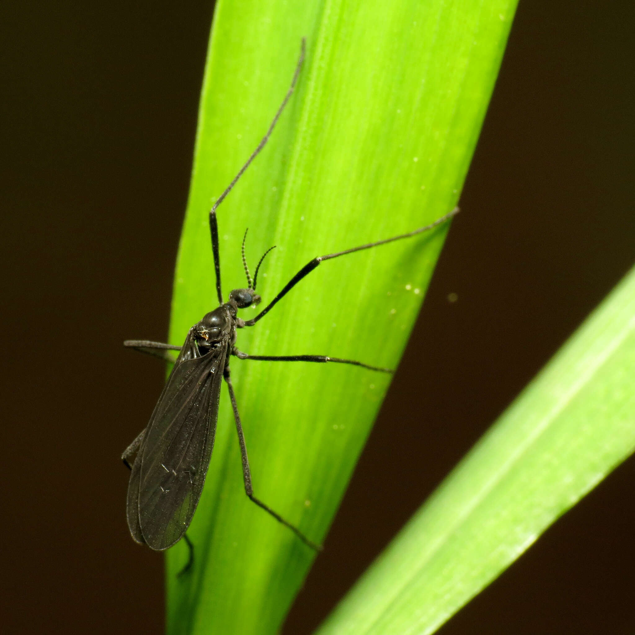 Eugnophomyia luctuosa (Osten Sacken 1860) resmi