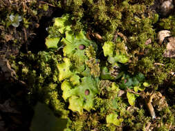 Image of chocolate chip lichen