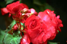 Image of Begonia tuberhybrida Voss