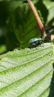 Imagem de Phyllobius (Phyllobius) betulinus Bechstein & Scharfenberg 1805