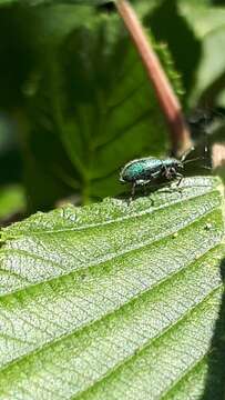 Phyllobius (Phyllobius) betulinus Bechstein & Scharfenberg 1805 resmi