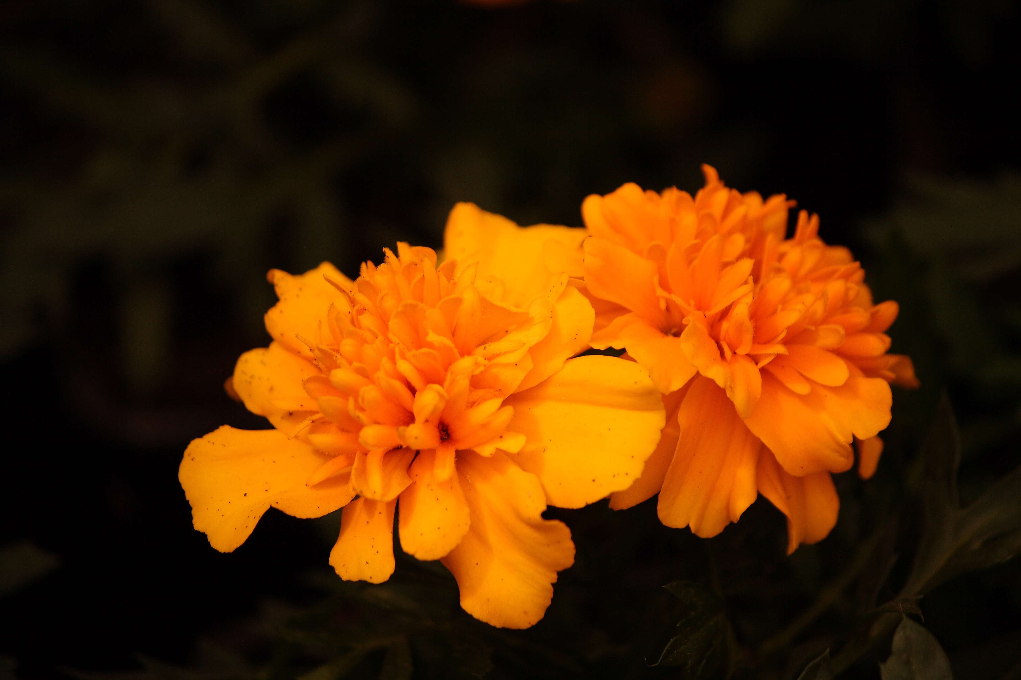 Image of French marigold