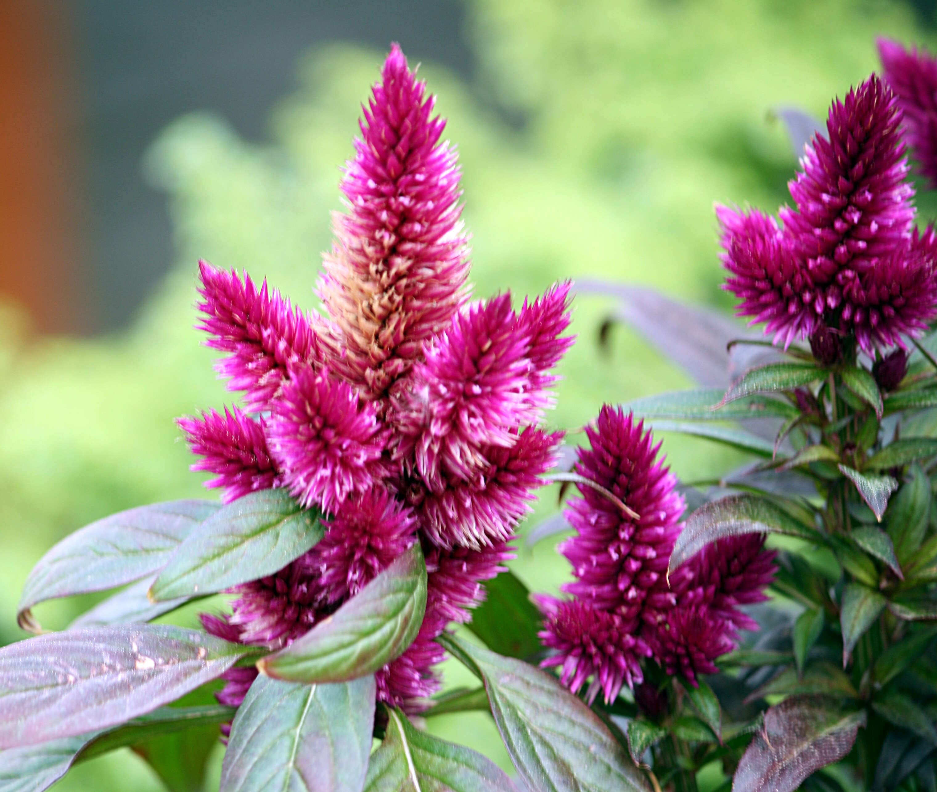 Imagem de Celosia argentea L.