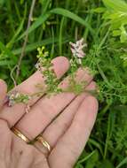 Image of Fumitory