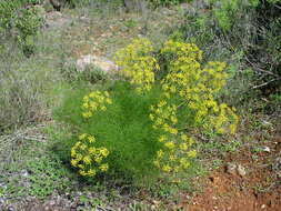 Image of fennel