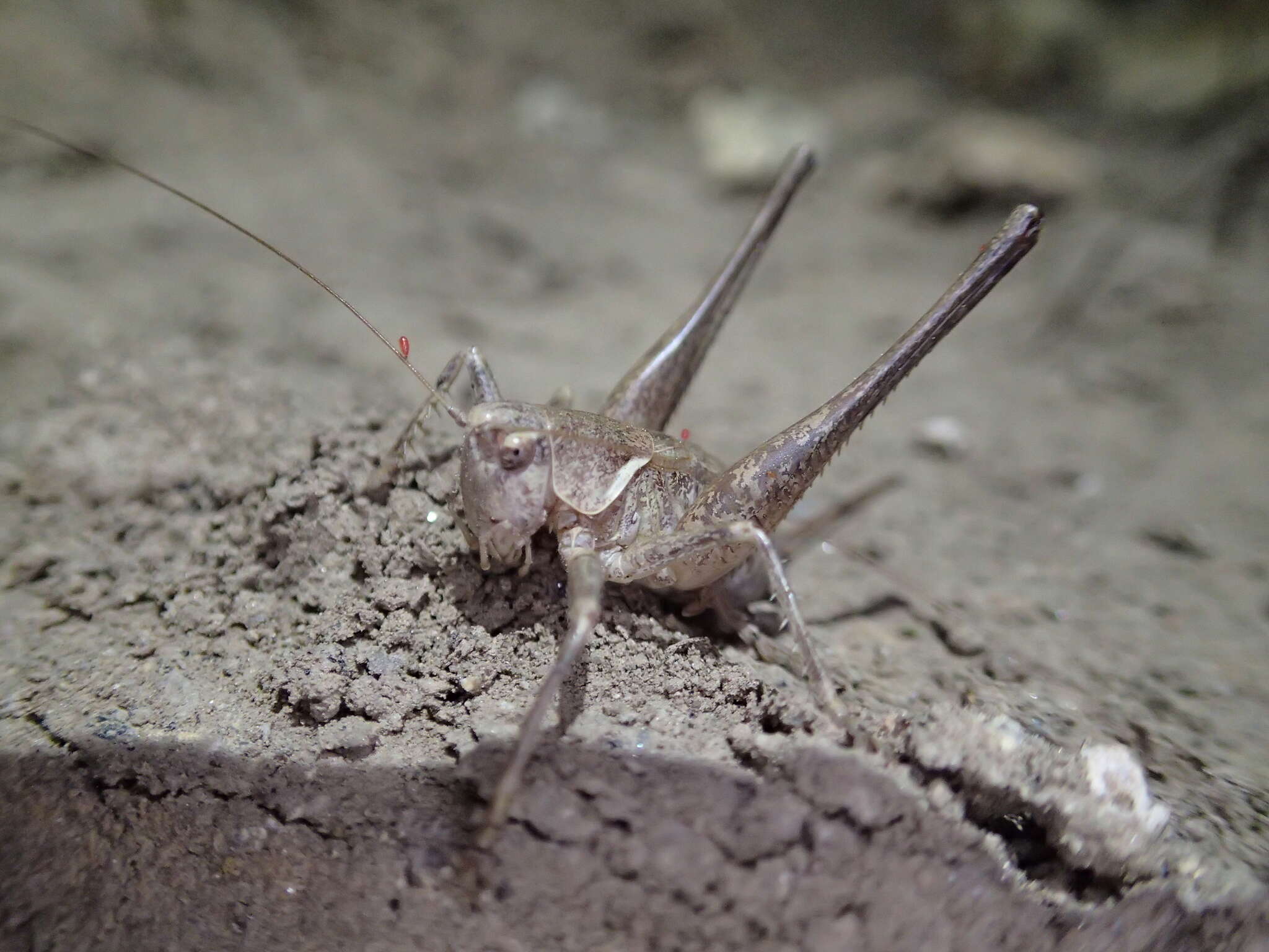 Image of Antaxius (Chopardius) spinibrachius (Fischer 1853)