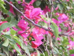 Слика од Bougainvillea glabra Choisy