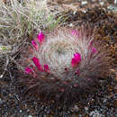 Image de Rebutia steinbachii subsp. tiraquensis (Cárdenas) D. R. Hunt