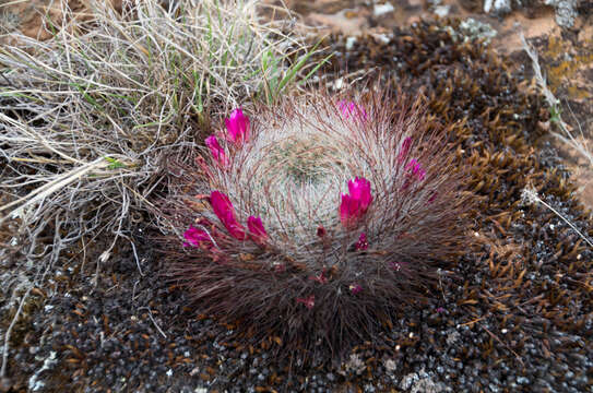 Image of Rebutia steinbachii Werderm.