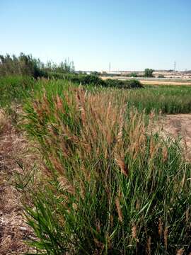 Image of common reed