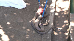 Image of Snouted cobra