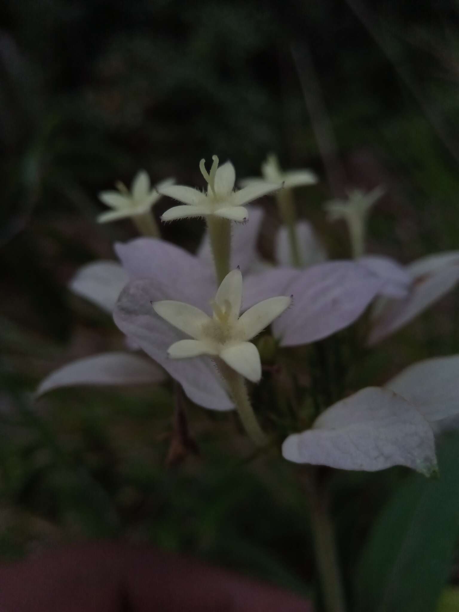 صورة Phyllopentas flava Razafim., Andriamih. & Kårehed