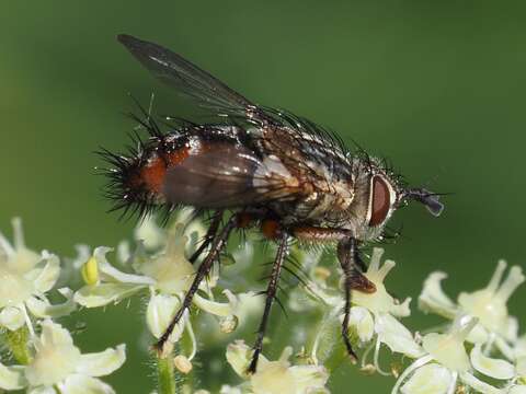 Image of Linnaemya vulpina (Fallen 1810)