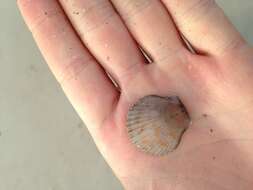 Image of Atlantic Calico scallop