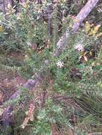 Image of Grevillea buxifolia (Sm.) R. Br.