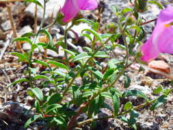 صورة Antirrhinum linkianum Boiss. & Reuter