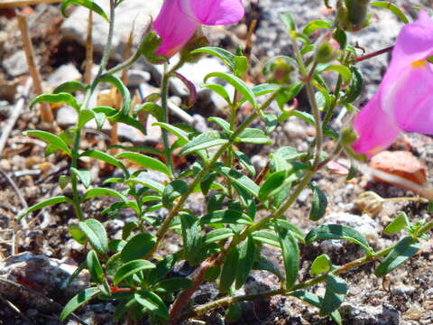 صورة Antirrhinum linkianum Boiss. & Reuter