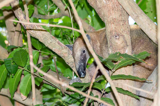 Image of Southern Tamandua