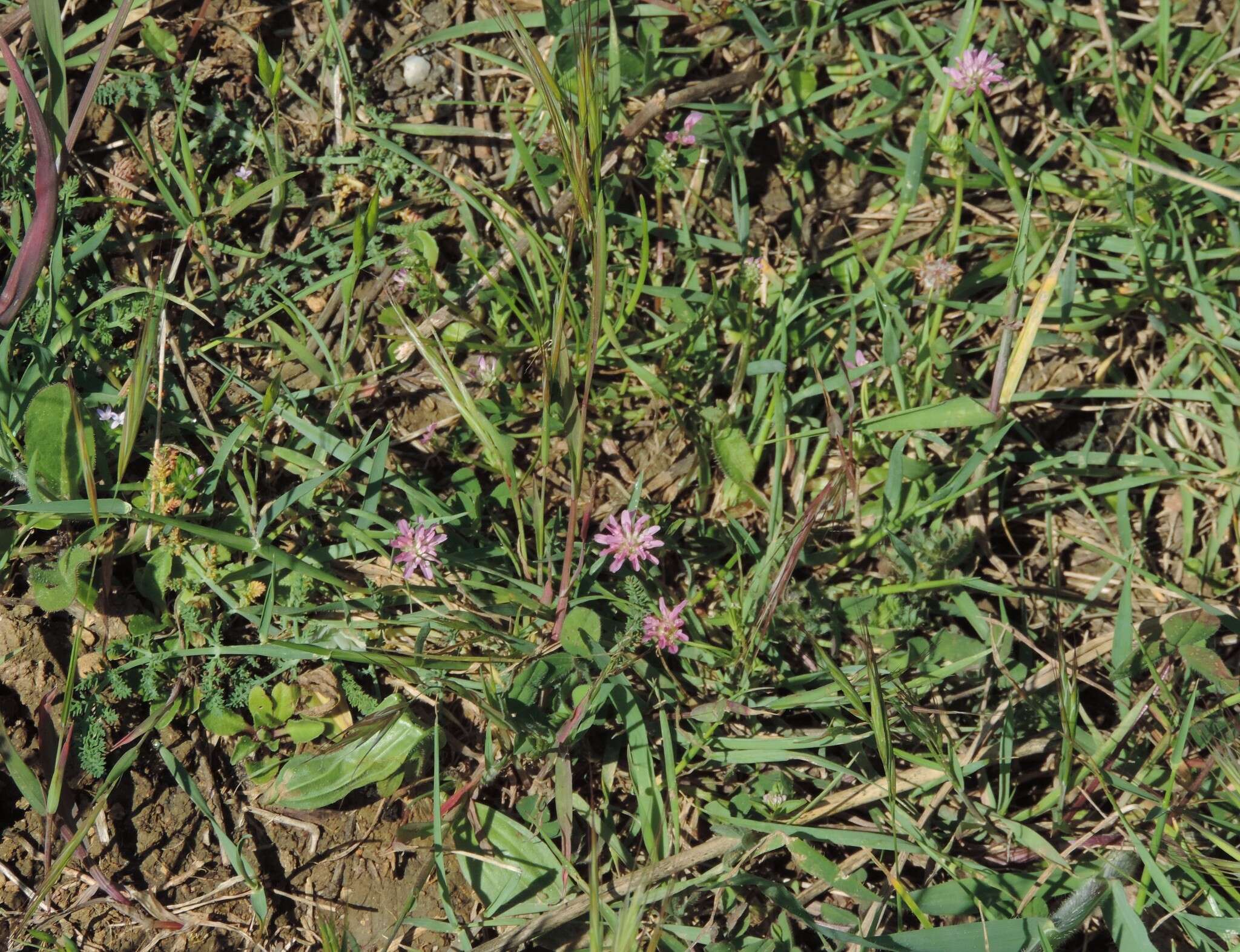 Imagem de Trifolium resupinatum var. resupinatum