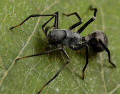 Image of Apochinomma formicaeforme Pavesi 1881