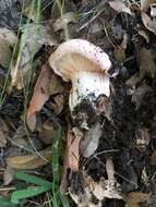 Image of Hygrophorus russula (Schaeff. ex Fr.) Kauffman 1918