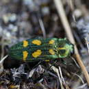 Castiarina insculpta (Carter 1934) resmi