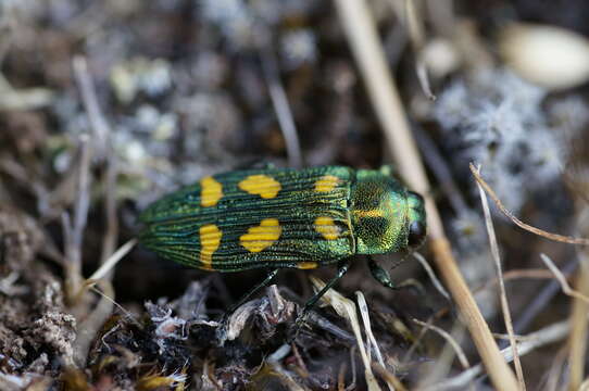 Castiarina insculpta (Carter 1934) resmi