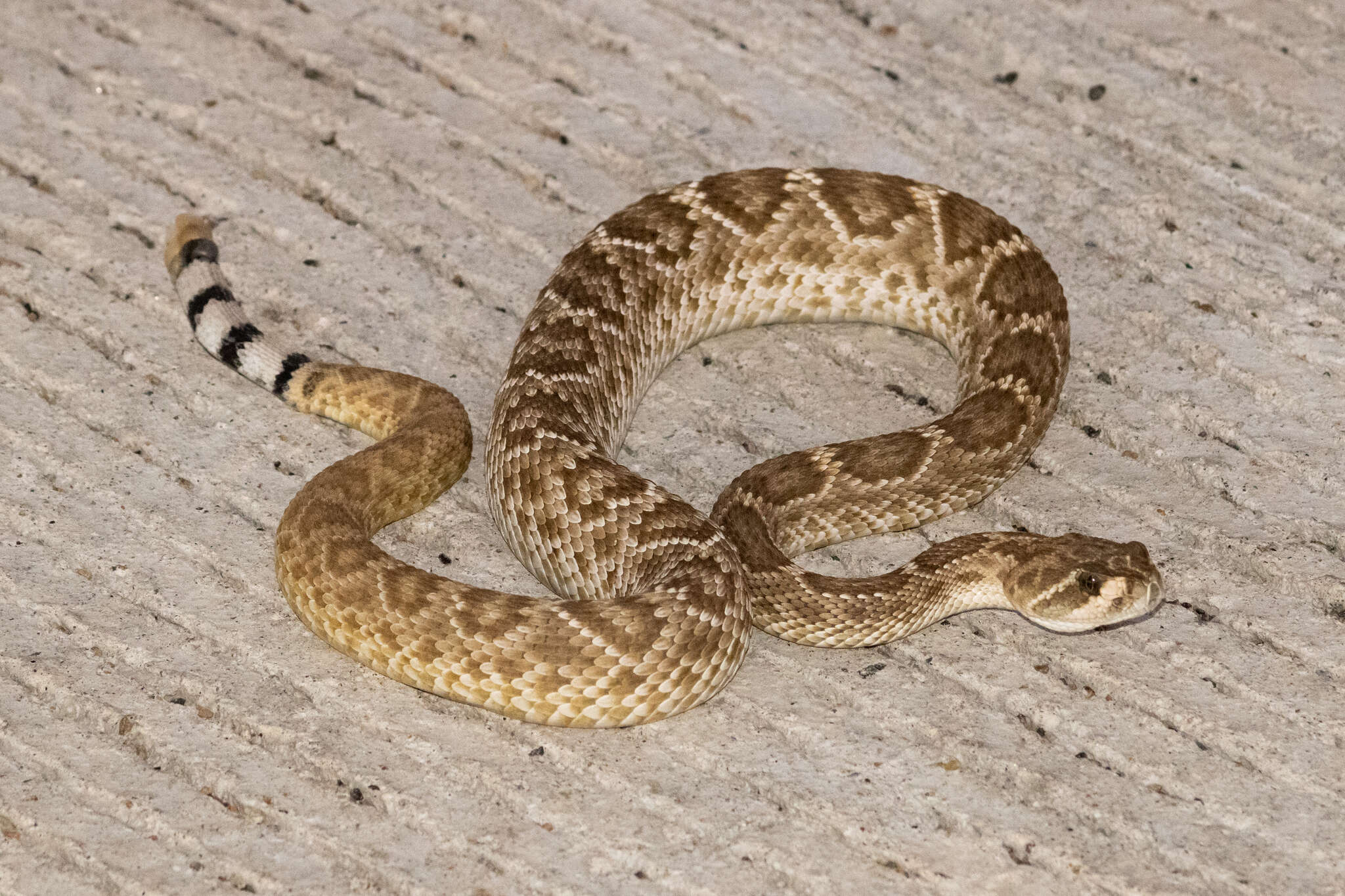 Imagem de Crotalus ruber lucasensis Van Denburgh 1920