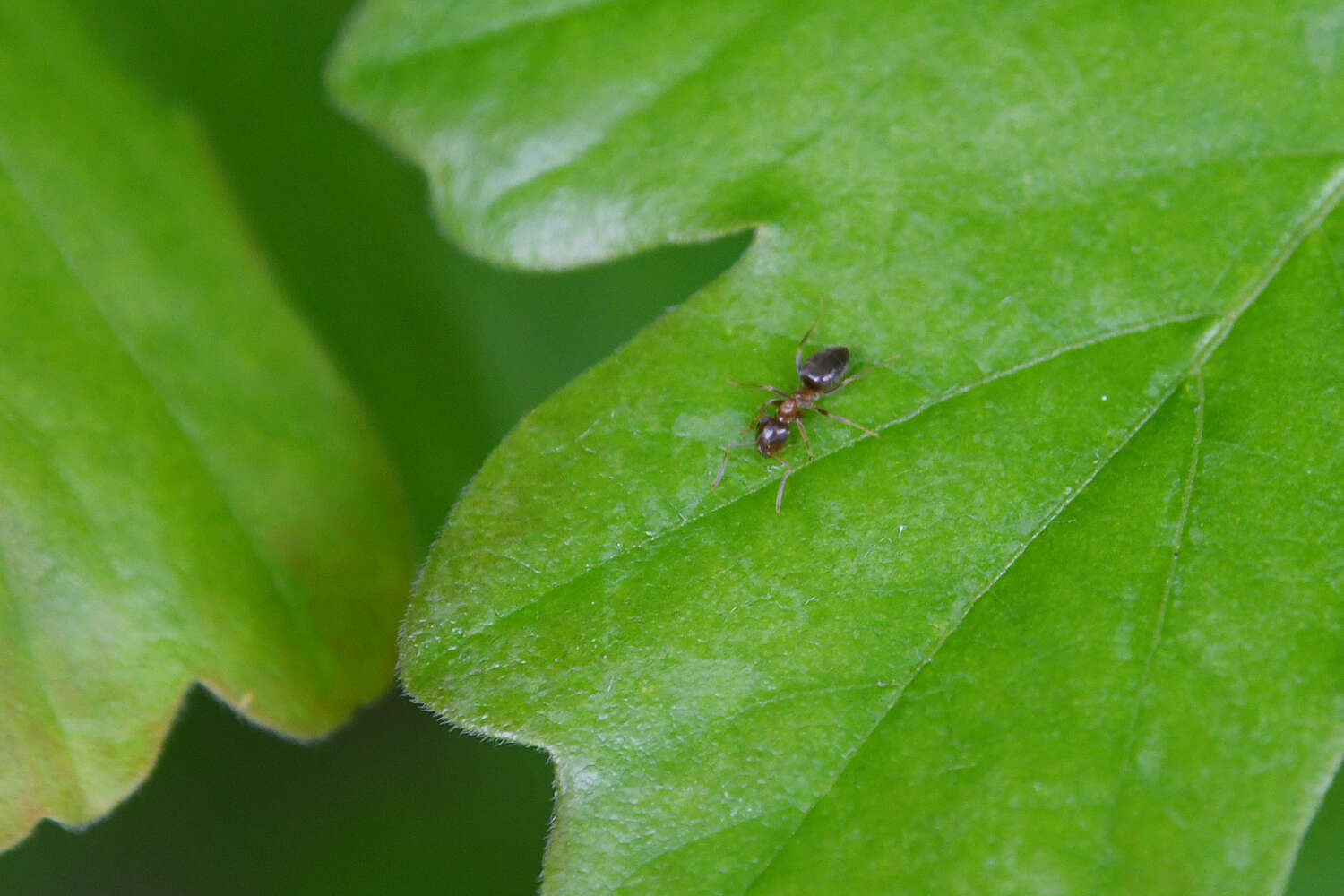 Image de Lasius brunneus (Latreille 1798)