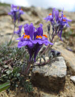 Image of Linaria alpina subsp. alpina