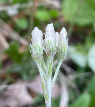 Imagem de Antennaria howellii subsp. petaloidea (Fern.) R. J. Bayer