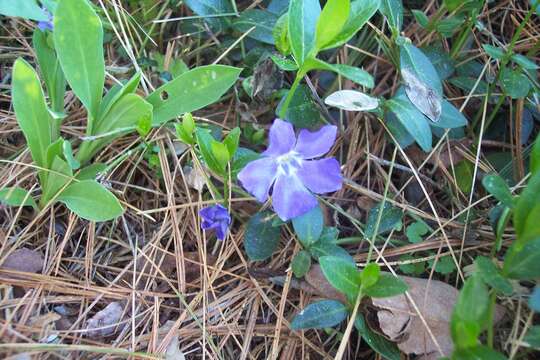 Image of Common Periwinkle