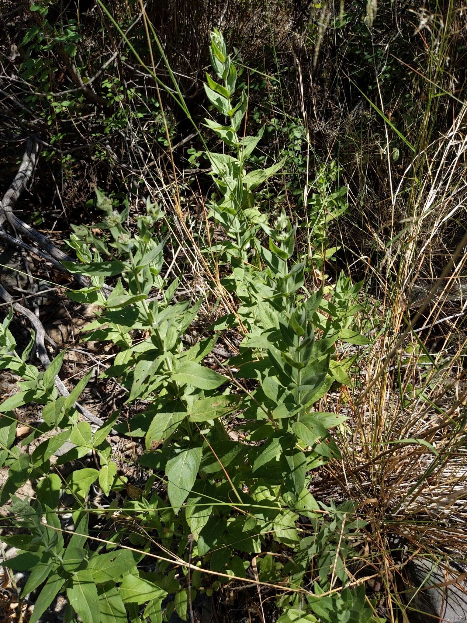 Image of Sierra mint