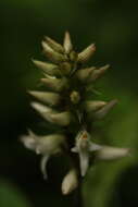 Image of Tropidia angulosa (Lindl.) Blume