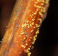 Image of Lachnum pteridophyllum (Rodway) Spooner 1987