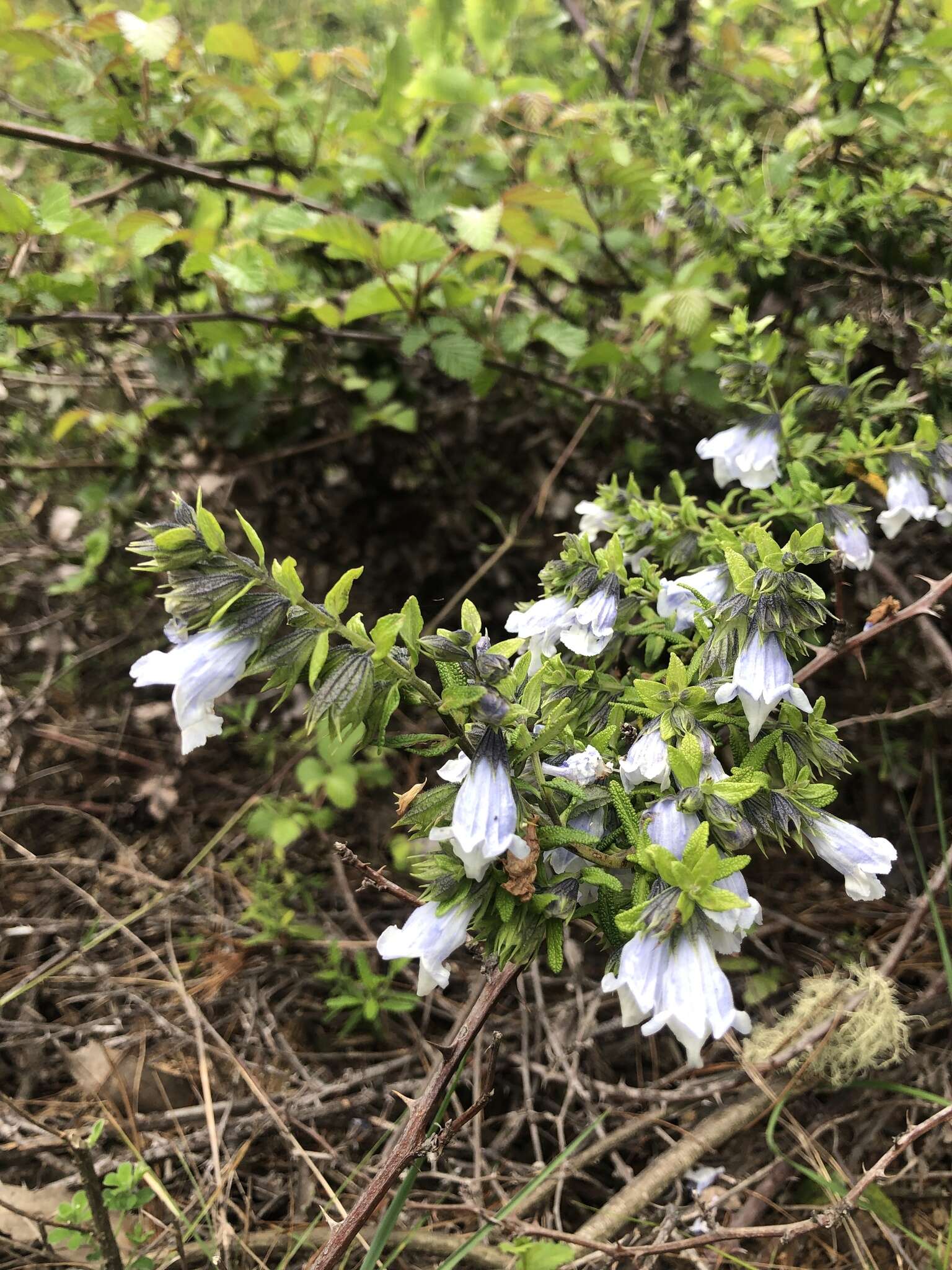 Слика од Lepechinia chilensis