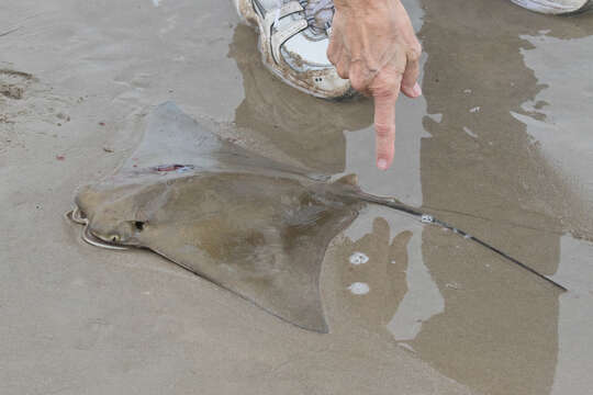 Image of Cownose rays and Flapnose rays