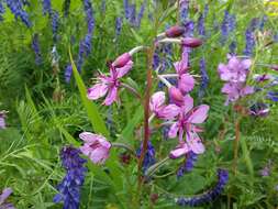 Imagem de Epilobium colchicum subsp. colchicum