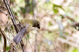 Image of Streaked Saltator